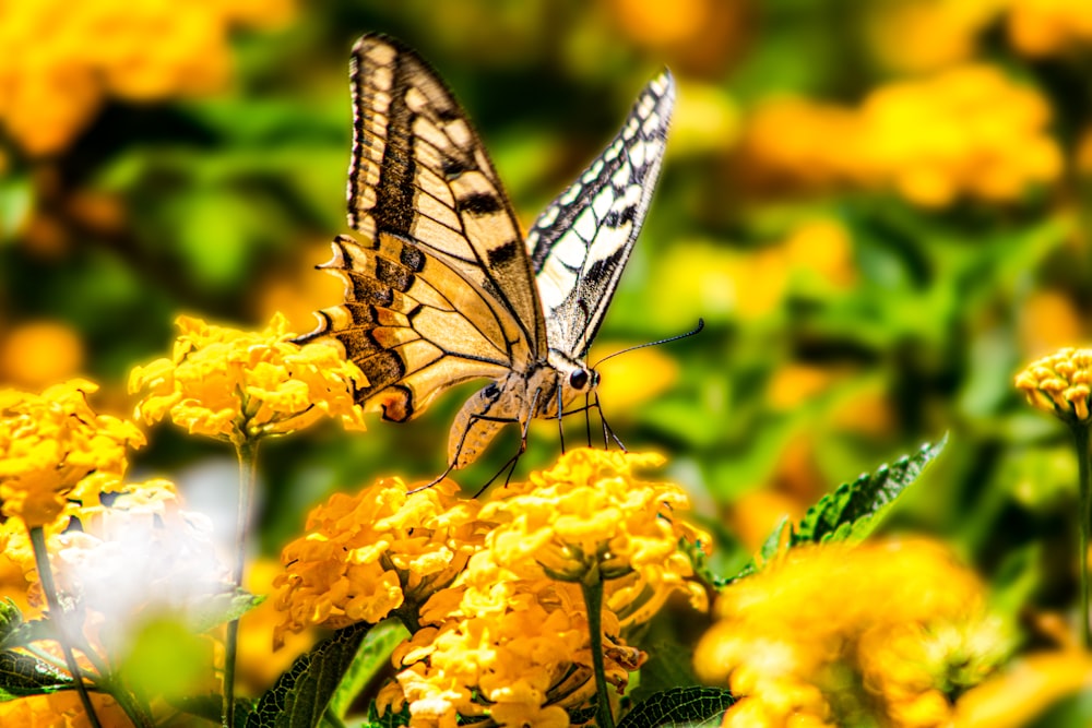 brown butterfly