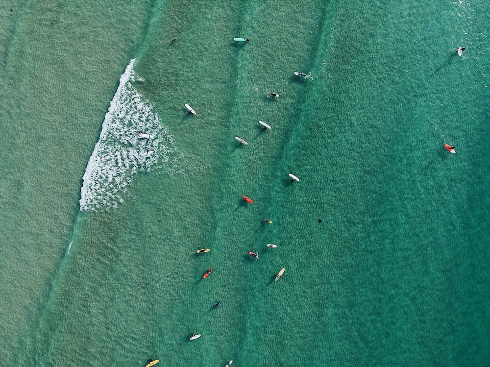 people surfing on beach