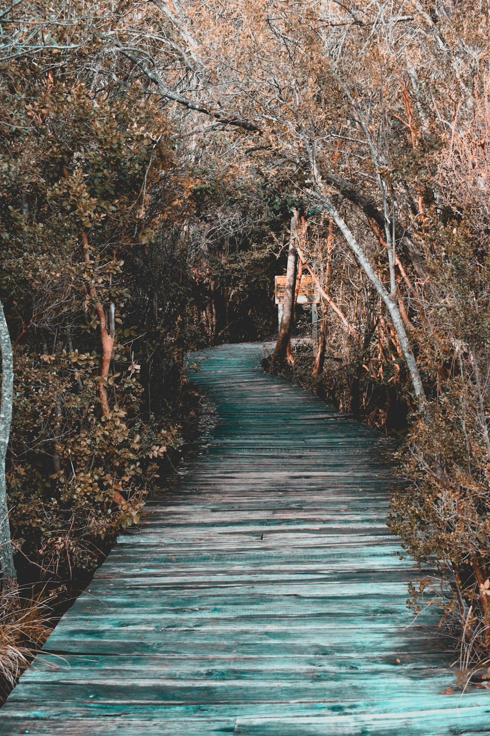 wooden bridge between trees