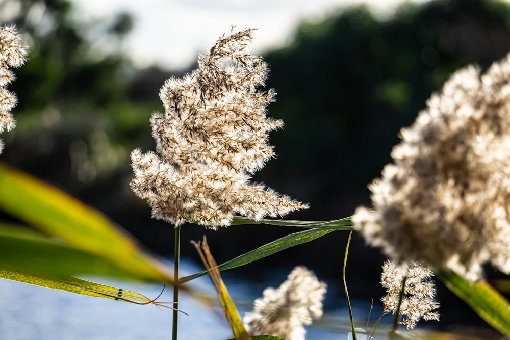 white flowers