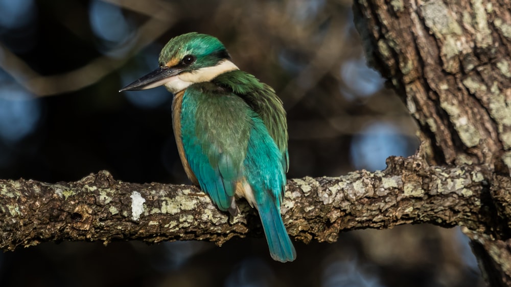 blue and brown bird