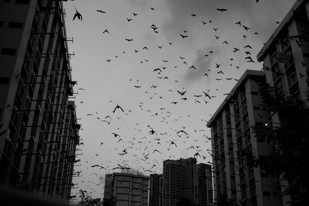 鳥の群れのローアングル写真