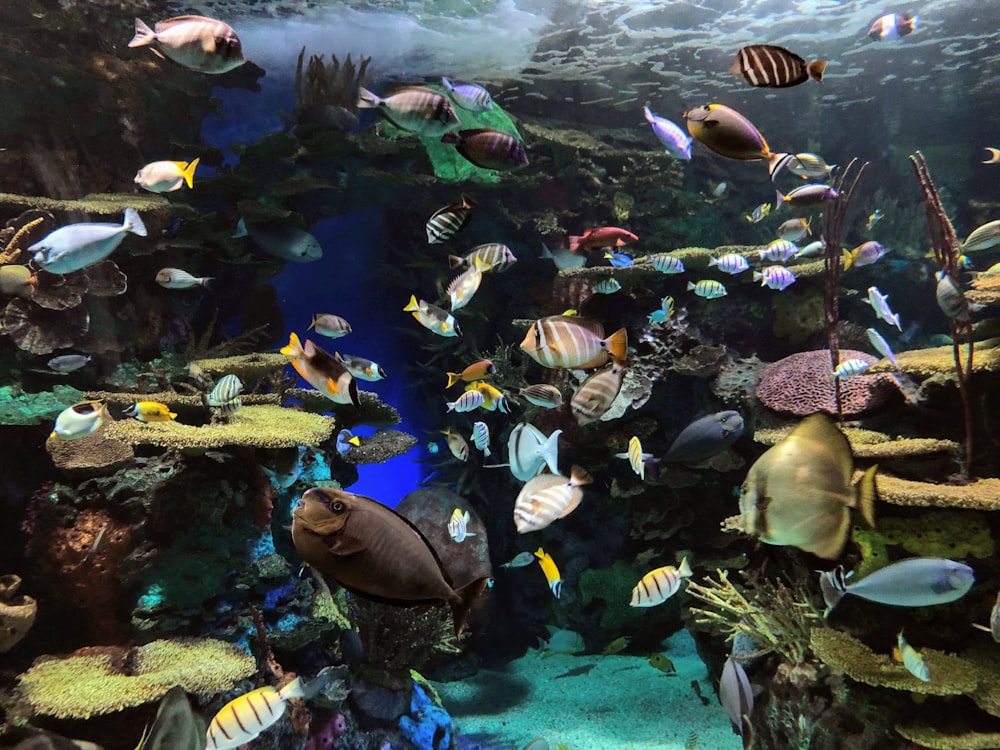 group of fish underwater