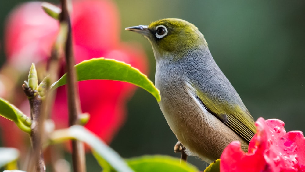 bird on plant