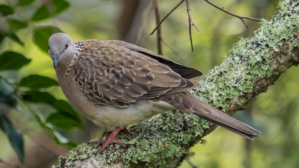 gray bird