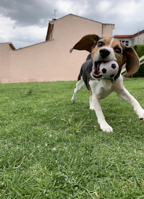 A playful puppy chasing a ball in the garden.