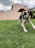 A playful pug chasing a colorful ball in a green backyard.