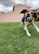 A playful pug chasing a colorful ball in a green backyard.