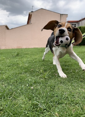 A playful dog with floppy ears is seen energetically running on a lush green lawn, holding a small soccer ball in its mouth. The backdrop features a simple house with a beige wall, set against a cloudy sky.