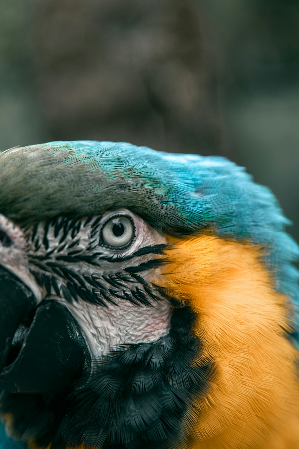 blue, black, and yellow parrot macro photography