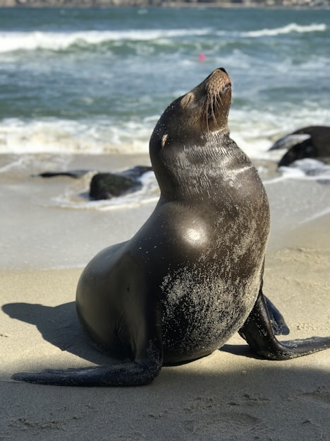 black seal lion in seashore