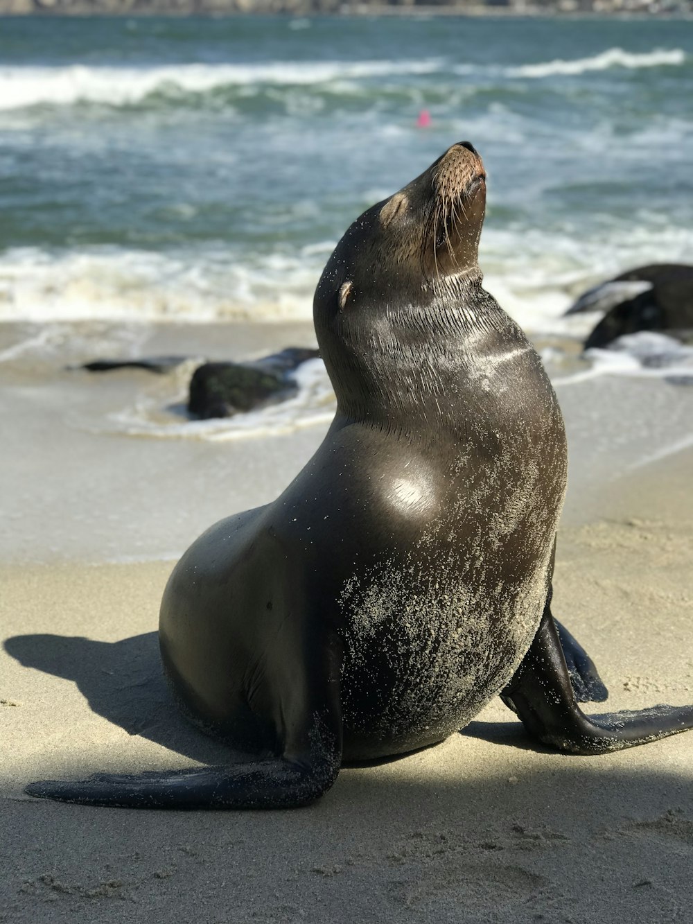León de foca negra en la orilla del mar