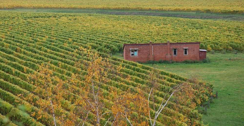 green and yellow plant field