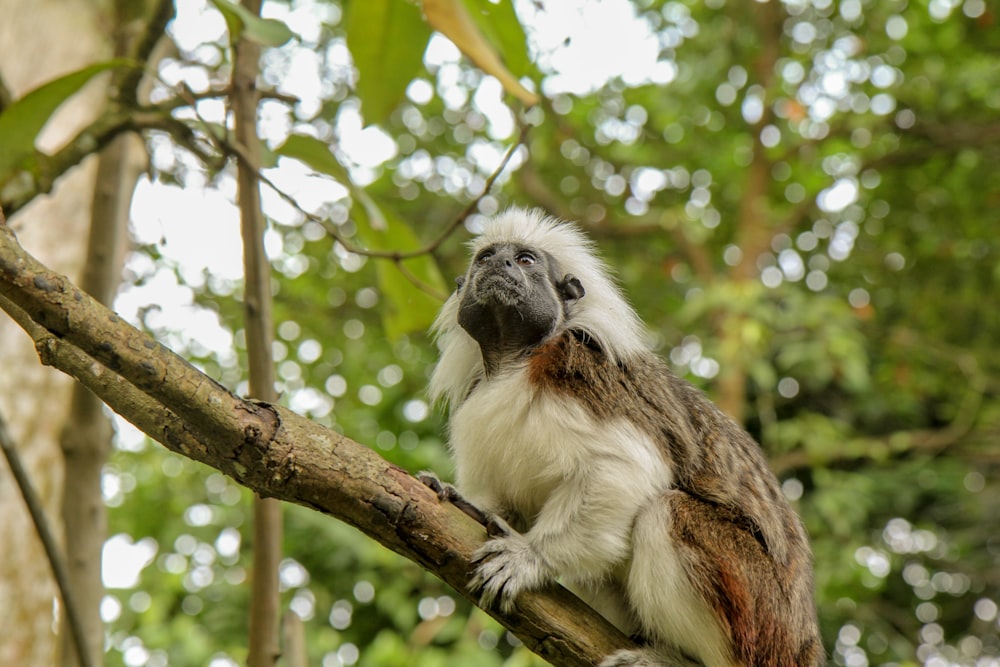 white and brown guenon