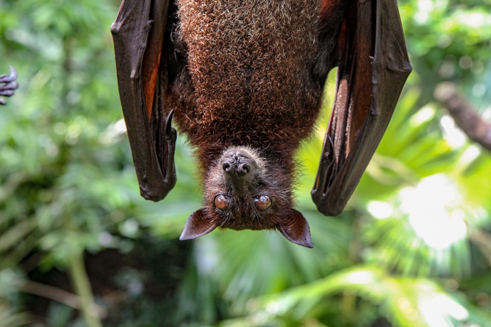 morcego frutífero na árvore