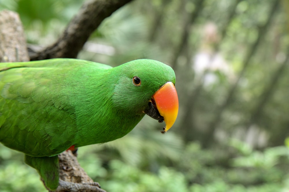 green and orange parrot on tree