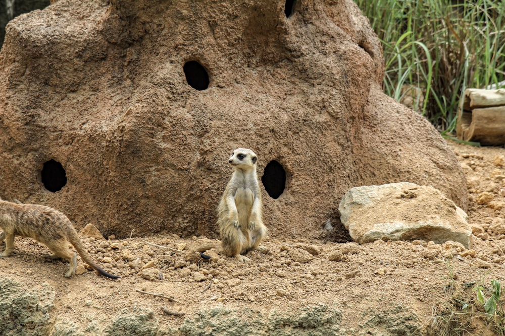 white and brown meerkat standing besides rock with holes