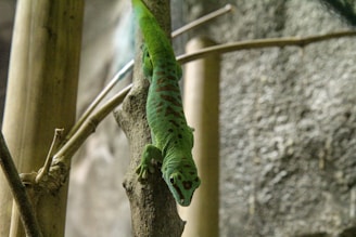 A vibrant close-up photo of a colorful gecko perched on a branch in natural light.