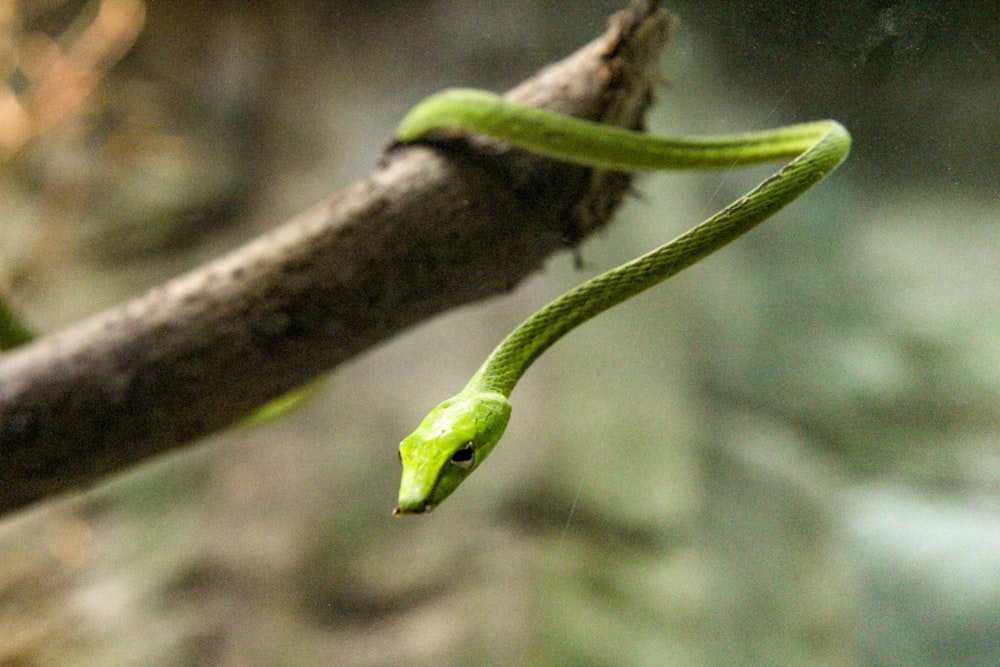 green snake on tree branch