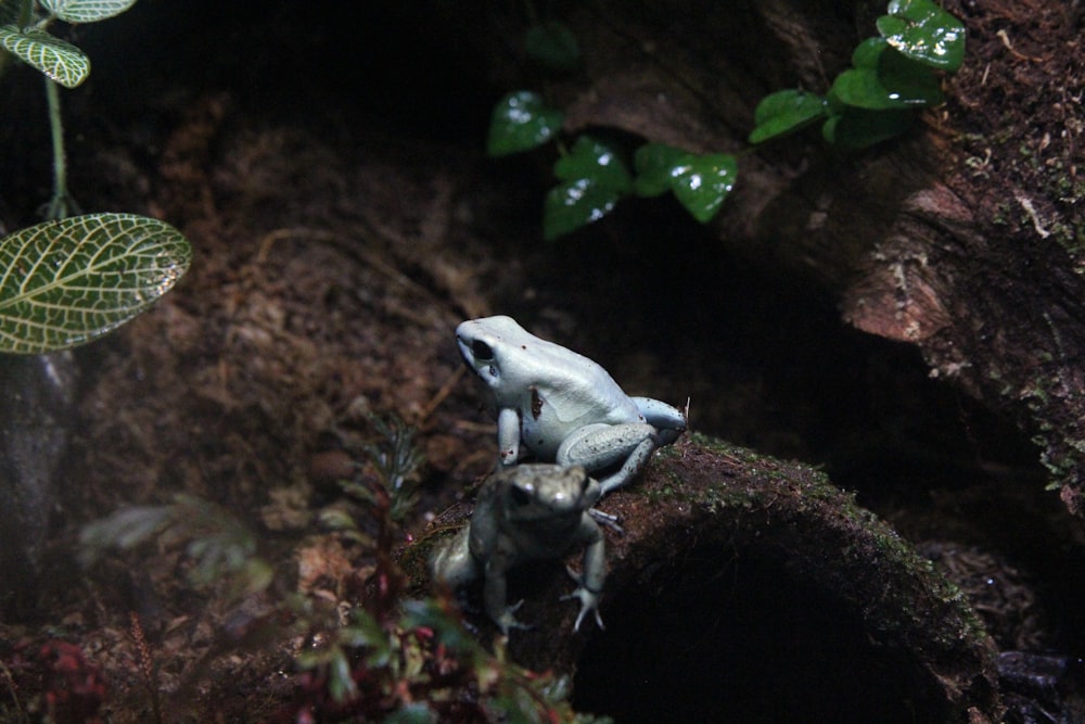 two gray frogs on rock