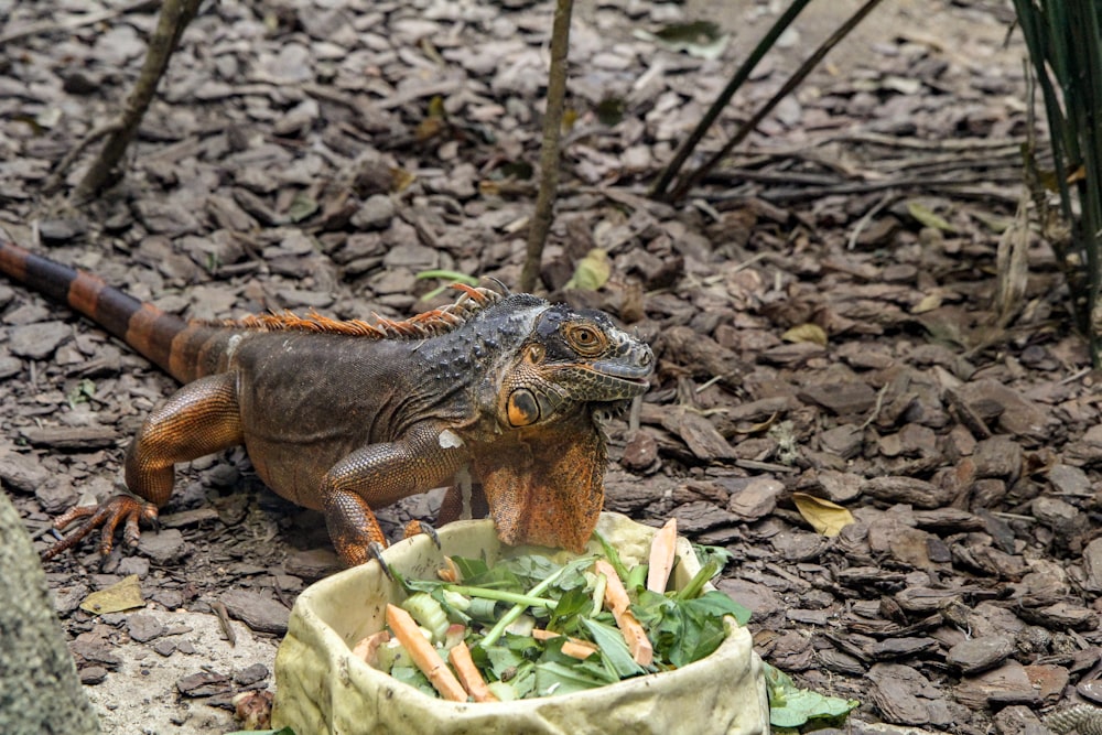 brown and black bearded dragon besides bowl with vegetables