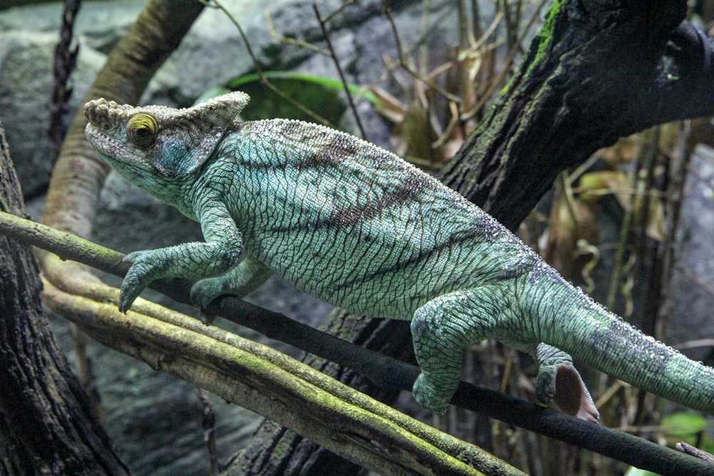 green chameleon on tree branch