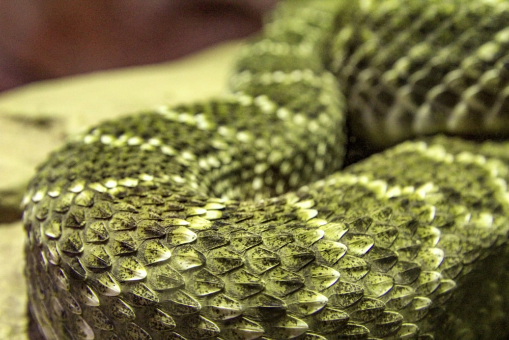 green snake scale macro photography