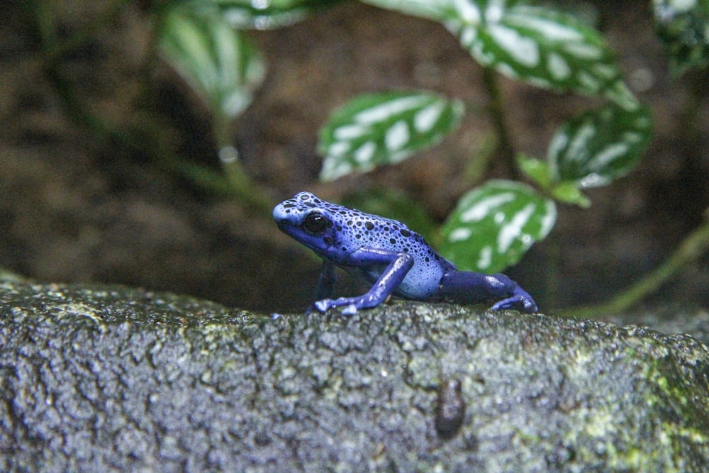 blauer Frosch