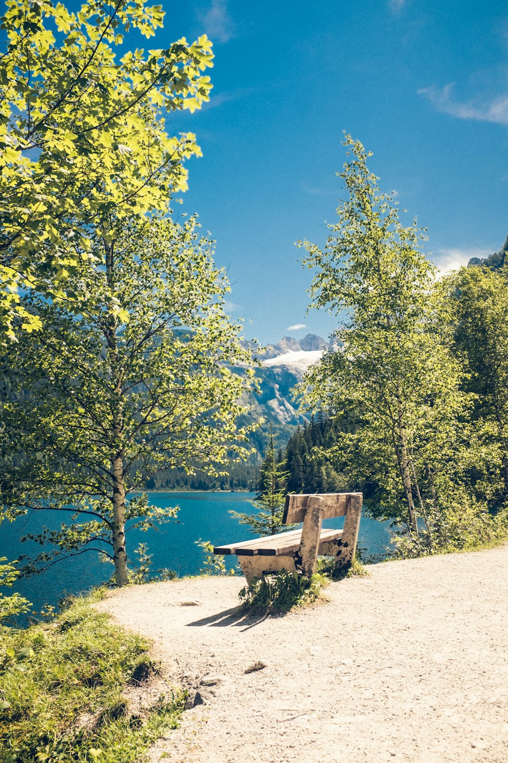 brown bench beside trees