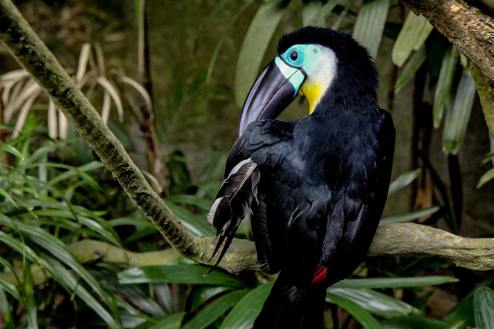 black toucan bird besides green plants