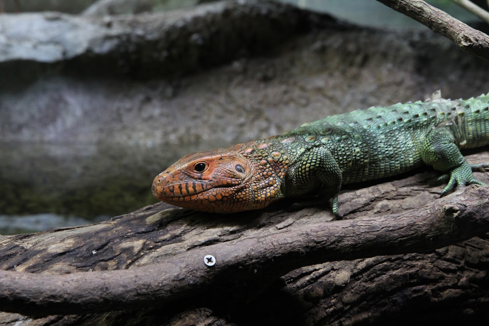 reptile on log