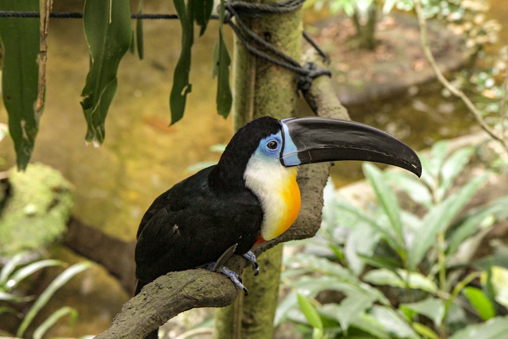 black, white, and yellow toucan