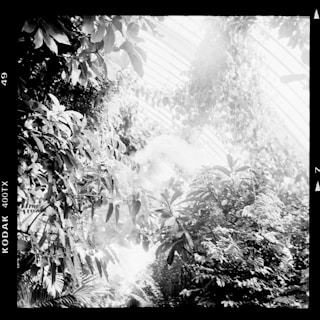 A monochrome image capturing lush foliage within a greenhouse or conservatory. The structure's glass roof is visible, allowing light to filter through, illuminating the dense greenery. The scene has an ethereal and misty quality with soft contrasts.
