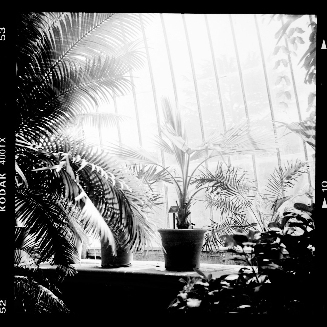 greycale photography palm plants