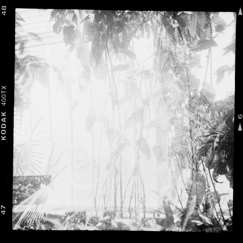 uma foto em preto e branco de algumas plantas