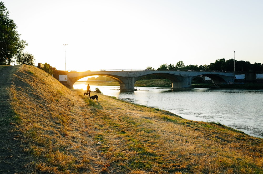 person besides 2 dogs across gray concrete bridge