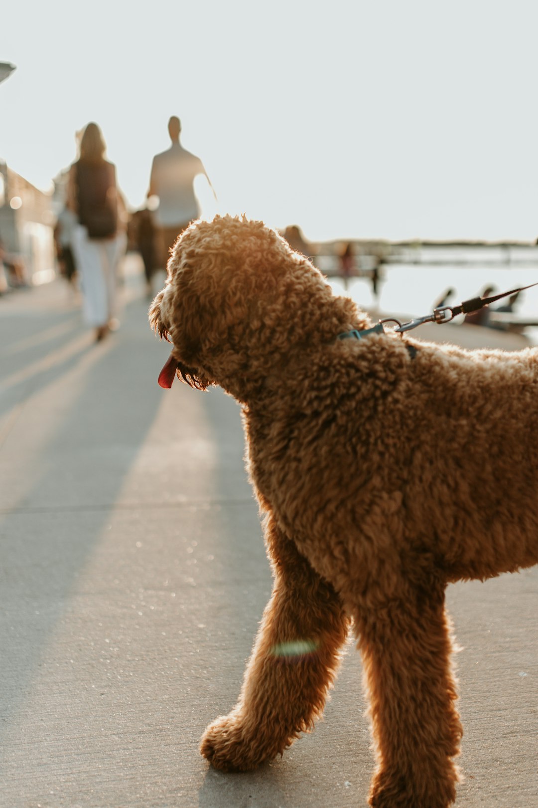 brown labradoodle walking near dock