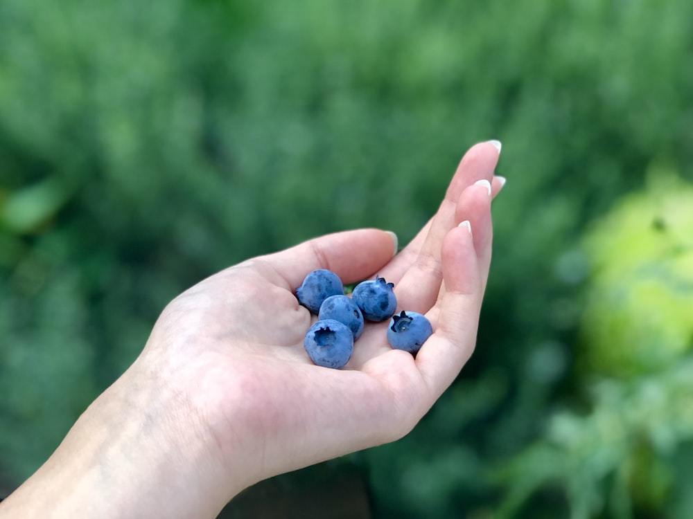 five blueberries