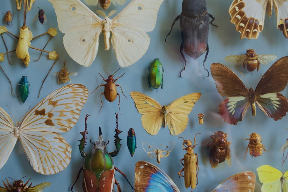 assorted-color butterfly and bettles