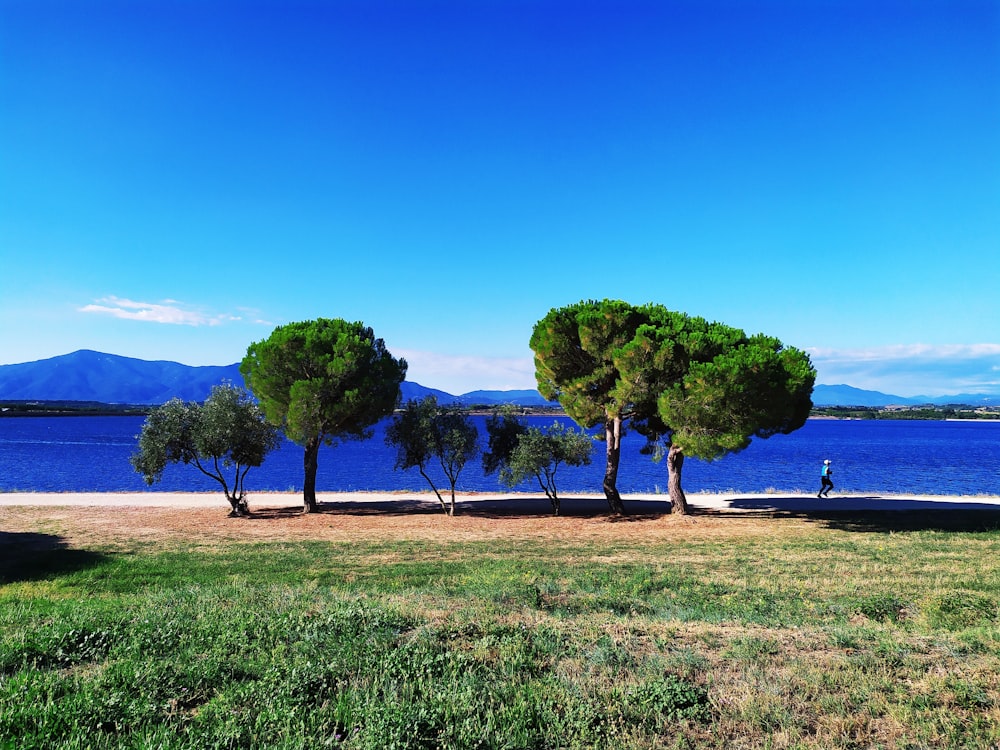 trees near body of water