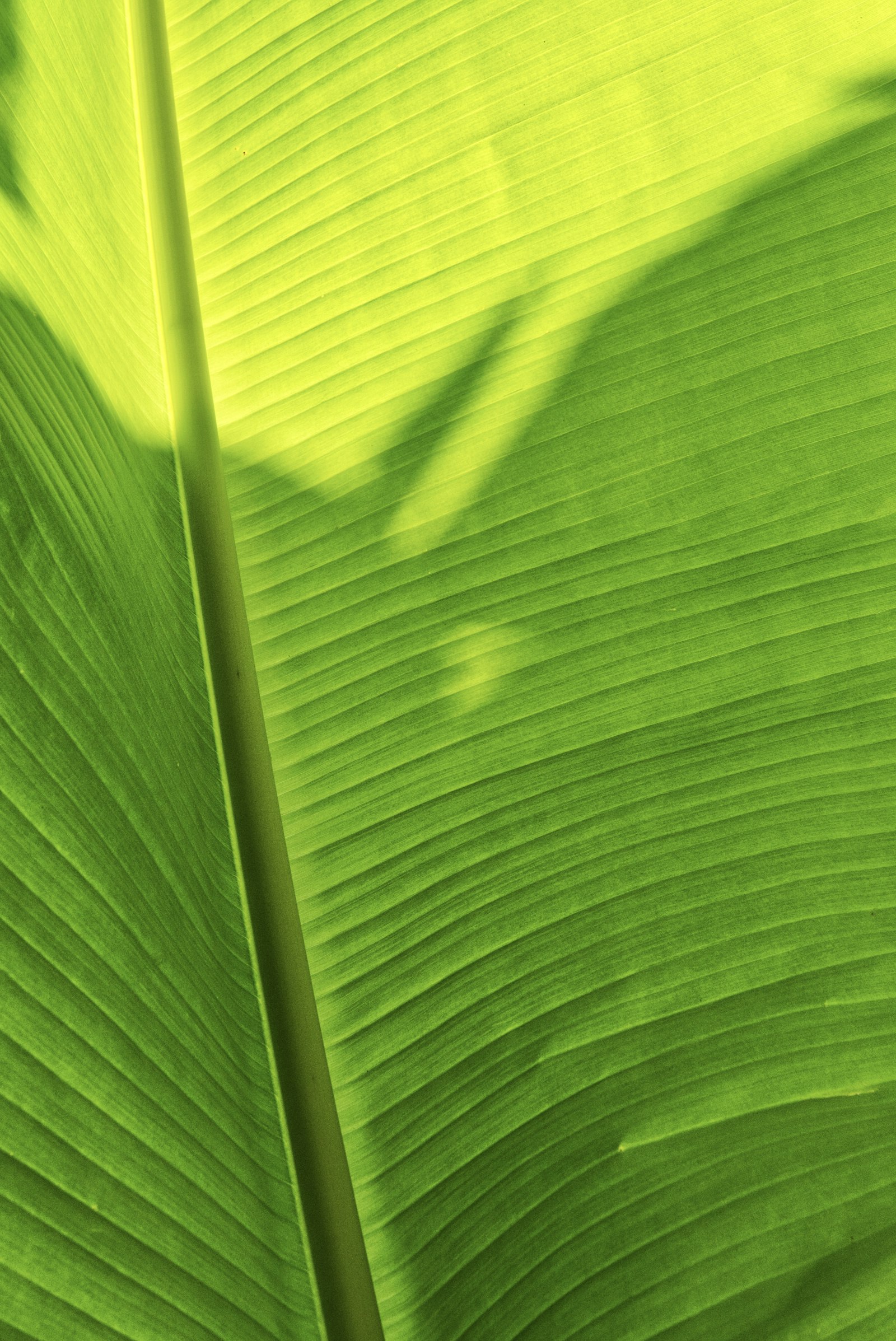 Sony E 18-135mm F3.5-5.6 OSS sample photo. Green banana leaf photography