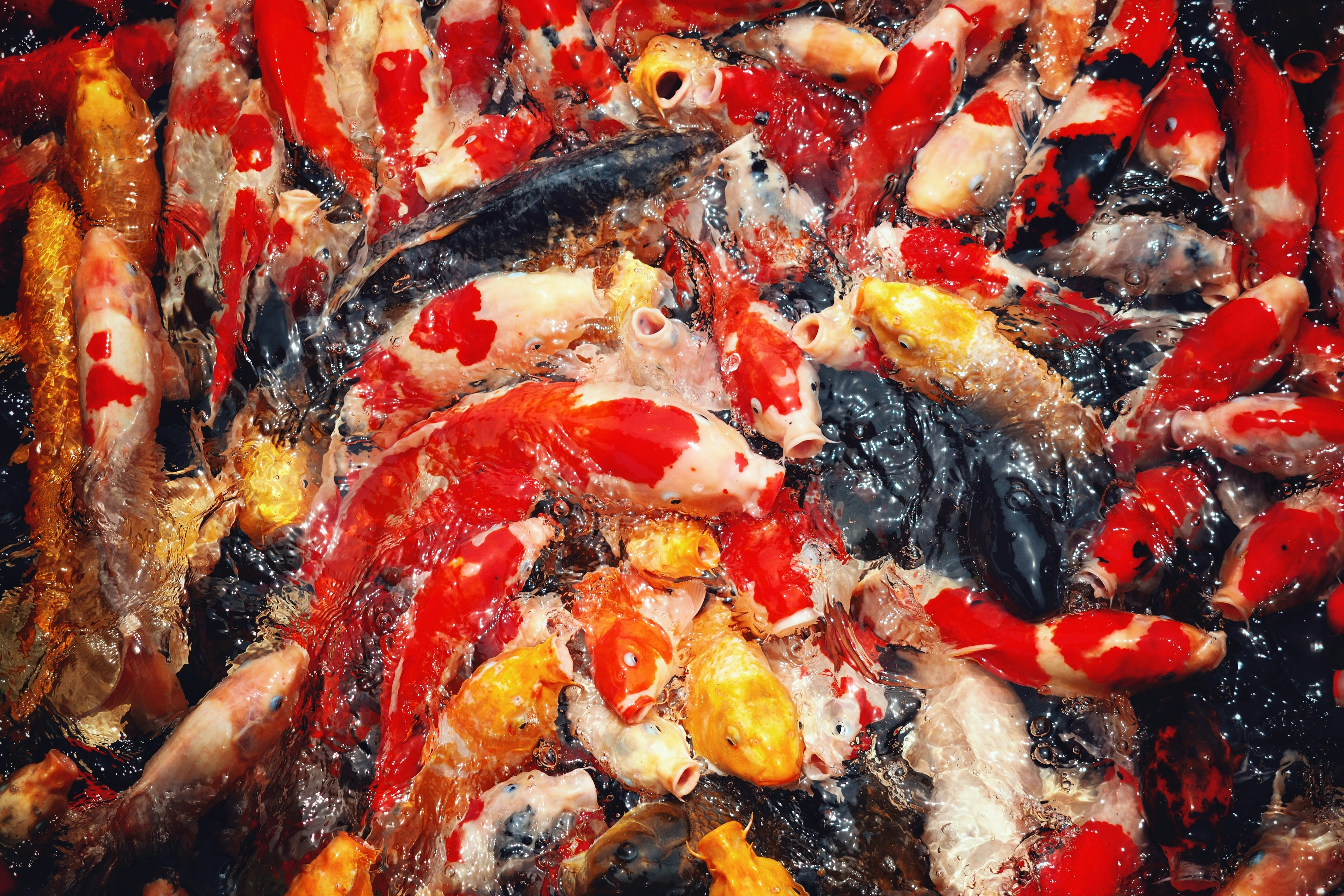 Paella mixta recién hecha en nuestro menú de Retiro