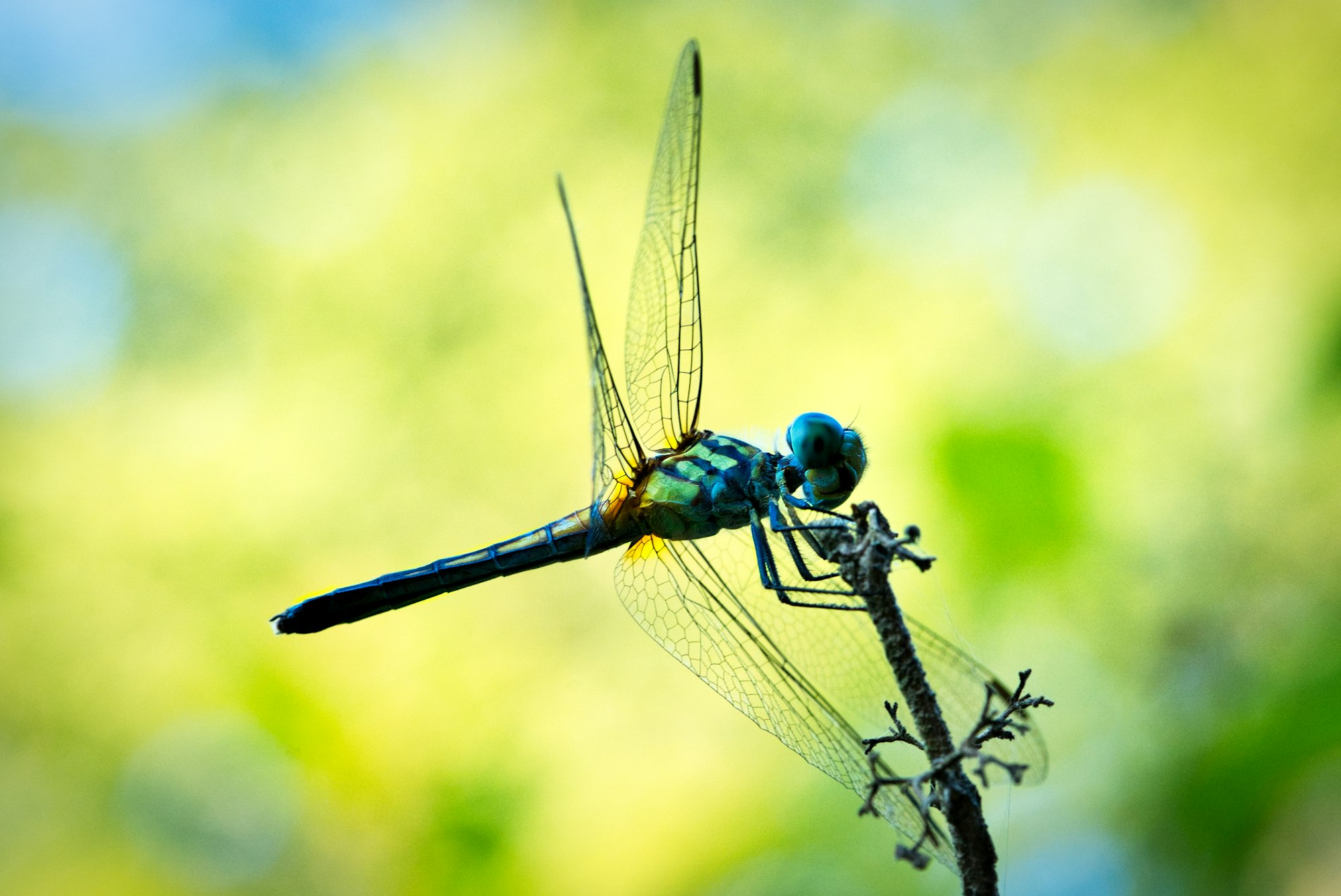 A pic of a dragon fly perched on a limb.