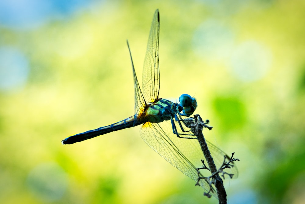 blue and green dragonfly macro photography