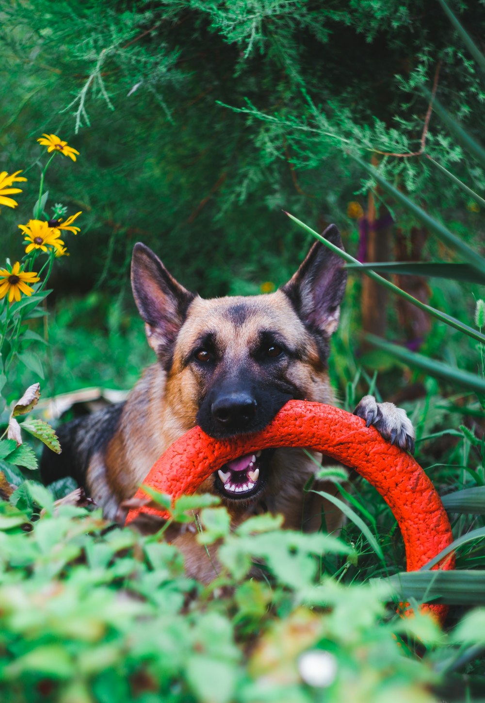 German Shepherd biting ring