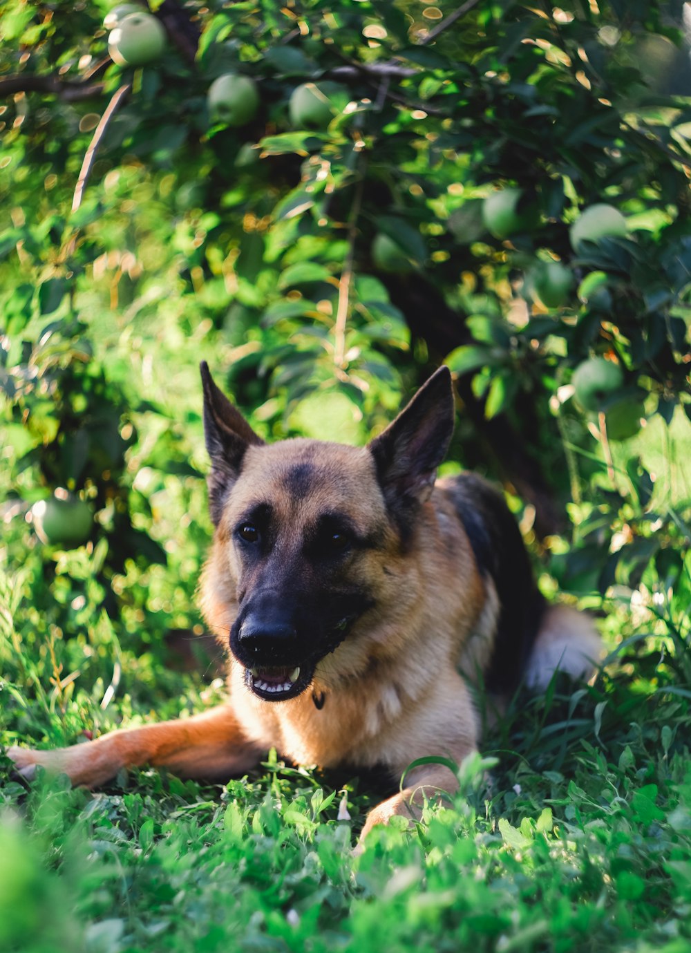 adult German shepherd on grass