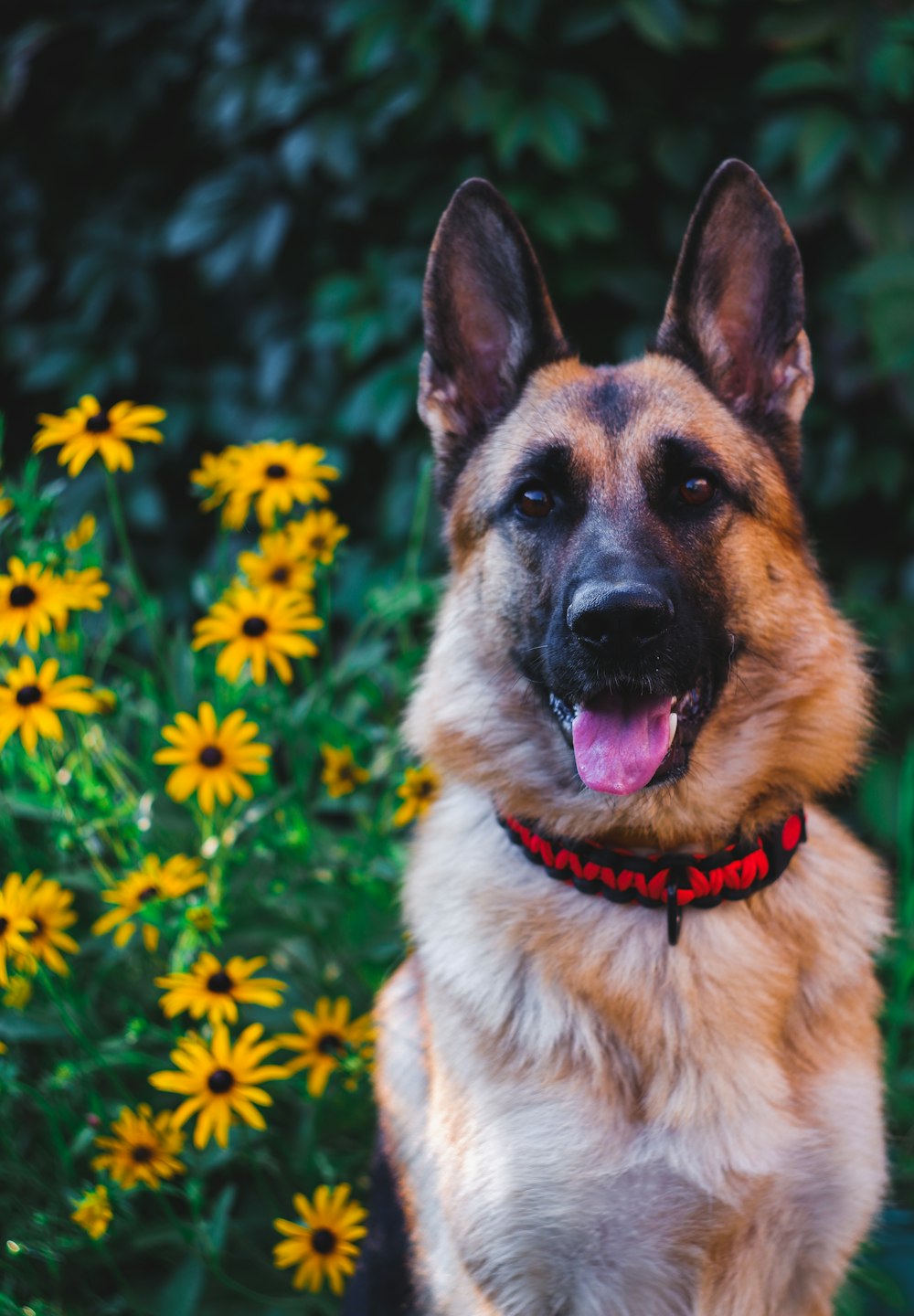 brown German shepherd