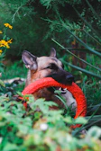 A rescued dog resting peacefully in a sunny garden after treatment.