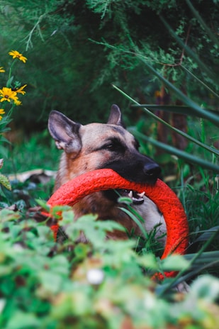 A happy dog playing in a sunny garden with colorful toys.