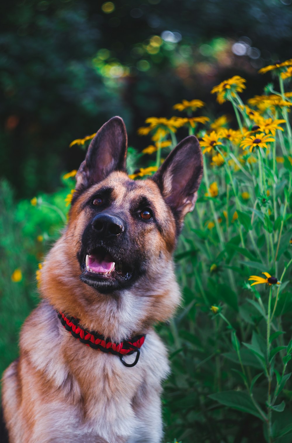 brown and black German shepherd dog